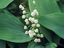 lily of the valley